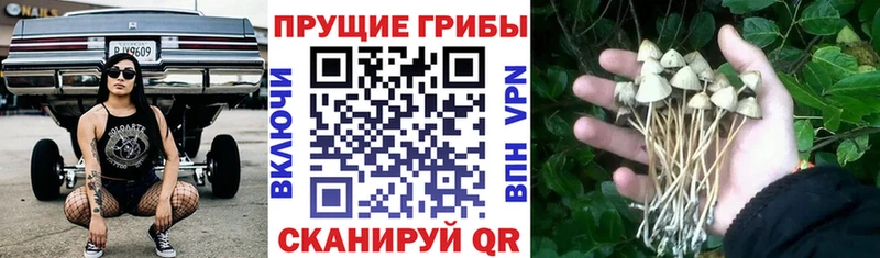 как найти закладки Динская Галлюциногенные грибы мухоморы